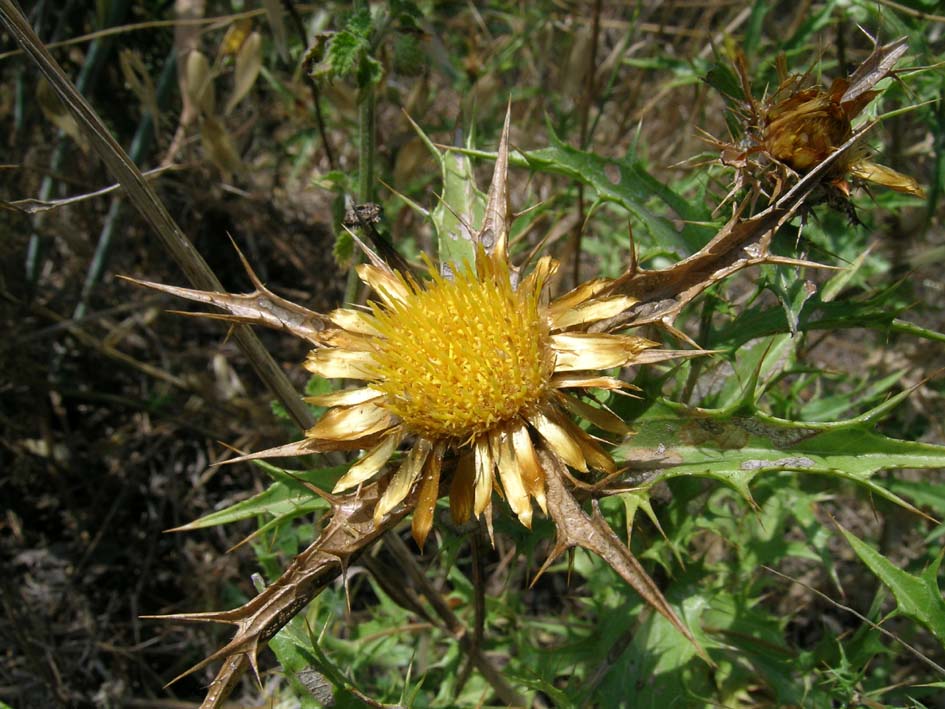 Carlina corymbosa